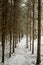 Tranquil Snow-Covered Trails: Exploring Pokainu Mezs\\\' Winter Majesty