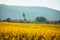 Tranquil Springtime: Church Overlooking Vast Yellow Rapeseed Fields Rural Agricultural Landscape