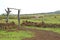 Tranquil Suburb with a Cattle Farm on Easter Island, Pacific Ocean, Chile