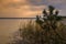 Tranquil summer evening landscape. dusk twilight over a lake with a pine branch and a coastal reed in shallow water against a