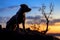 Tranquil sunset frames the silhouette of a loyal canine companion