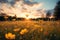 Tranquil sunset meadow with soft focus on yellow flowers