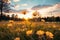 Tranquil sunset meadow with soft focus on yellow flowers