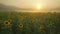 Tranquil sunset over beautiful sunflower field with a gentle mist spreading at dusk