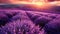 Tranquil sunset over rolling hills painted in endless rows of lavender