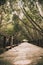 Tranquil Transect: A Wooden Bridge Amidst the Mangrove Forest