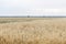 Tranquil view of crops growing on farmland against sky