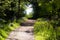 Tranquil view of a sun-dappled path surrounded by lush green foliage