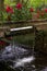 Tranquil water feature in a lush Beautiful green woodland garden with dense foliage