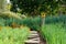 Tranquil, well stocked garden with a variety of plants, and yellow bird house at the end of the path.