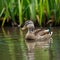Tranquil Wetland Scene Male Mallard Duck in Peaceful Swim
