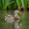 Tranquil Wetland Scene Male Mallard Duck in Peaceful Swim