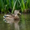 Tranquil Wetland Scene Male Mallard Duck in Peaceful Swim