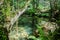 Tranquil wild corner with perspective of tree with vegetation, in a transparent lagoon of the Alge stream with rocks and reflectio