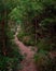 Tranquil, winding path through a lush wooded area.