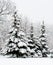 Tranquil winter fir forest