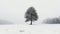 Tranquil winter scene snow covered forest, pine trees, solitude, silence generated by AI