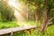 A tranquil wooden boardwalk through a swamp in the morning