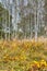 Tranquil Wooden Forest Brown Log With Broken Branches Against Scenic Fall in Polesye Natural Resort