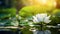 Tranquil Zen: Blooming White Lotus in Golden Hour