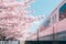 Tranquility in Bloom: A Serene Close-up of Japanese Cherry Blossoms - Ai Generated