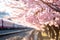 Tranquility in Bloom: A Serene Close-up of Japanese Cherry Blossoms - Ai Generated