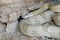 Trans-Pecos rat snake