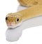 Trans-Pecos rat snake, slithering