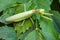 Transcaucasian tree mantis or Hierodula transcaucasica on green leaves