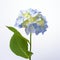 Transcendent Blue And Green Hydrangea Flower On White Background