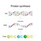 Transcription and translation. Protein synthesis