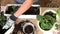 Transfer of geraniums to another pot. The woman transplants the plant into another pot. Filmed from above