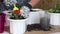 Transfer of geraniums to another pot. The woman transplants the plant into another pot. Loosens and compacts the soil