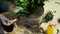 Transfer of plants to another pot, close-up of a gardener holding garden tools in his hand, in the background flowers Zamioculcas