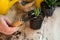 Transfer of plants to another pot, close-up of a gardener holding garden tools in his hand, in the background flowers Zamioculcas