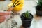 Transfer of plants to another pot, close-up of a gardener holding garden tools in his hand, in the background flowers Zamioculcas