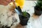 Transfer of plants to another pot, close-up of a gardener holding garden tools in his hand, in the background flowers Zamioculcas