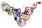 Transfer ribonucleic acid of yeast