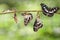 Transformation of Black-veined sergeant butterfly & x28; Athyma ranga