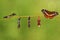 Transformation caterpillar to pupa of commander butterfly resting on twig