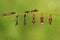 Transformation caterpillar to pupa of commander butterfly resting on twig