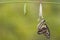 Transformation of Common jay butterfly Graphium doson with pupa shell hanging on twig