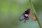 Transformation of common rose butterfly