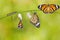 Transformation of common tiger butterfly emerging from cocoon