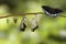 Transformation of Male Common Archduke butterfly emerging from c