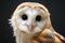 A transformed common barn owl in a mesmerizing close up view