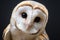 A transformed common barn owl in a mesmerizing close up view