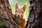 A transformed red squirrel appears inquisitive as it peeks behind a tree trunk