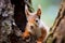 A transformed red squirrel appears inquisitive as it peeks behind a tree trunk