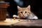 Transformed scene playful cat engages with tiny gerbil mouse on table